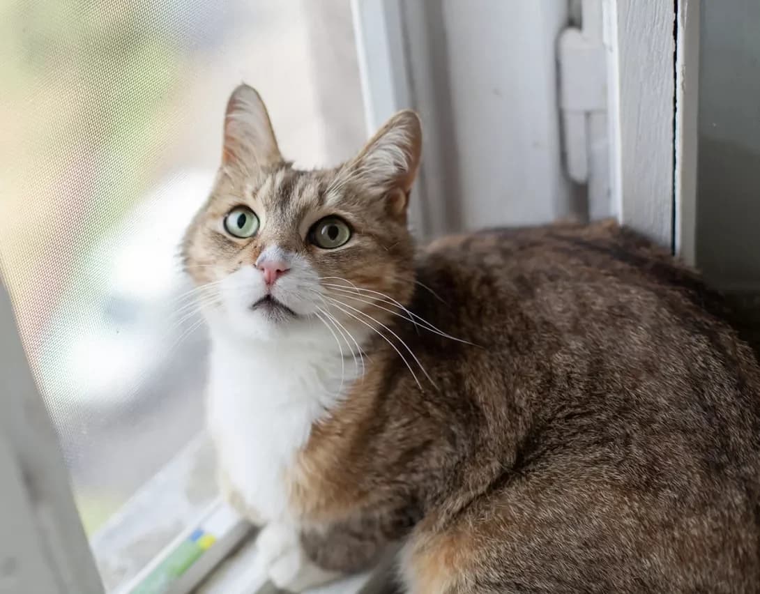 Risya (Рися), female senior Mixed Breed for adoption at Happy Paw Kyiv