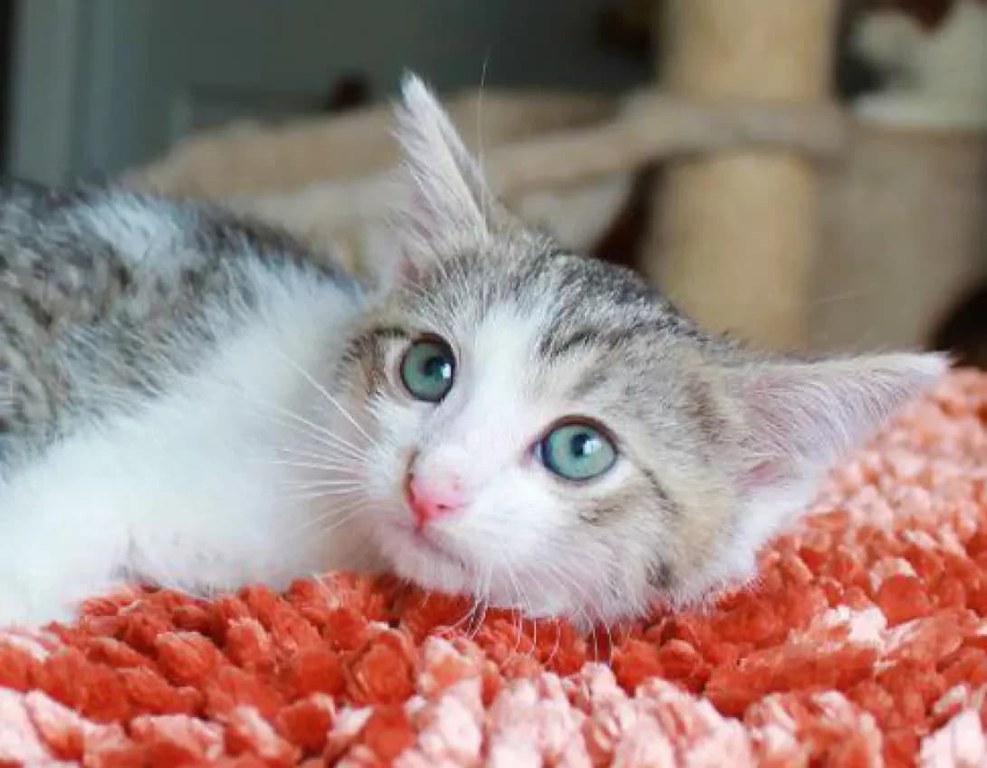 Loran (Лоран), male young Mixed Breed for adoption at Happy Paw Kyiv
