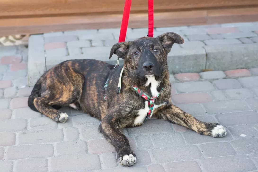 King (Кинг), male young Mixed Breed for adoption at Happy Paw Kyiv
