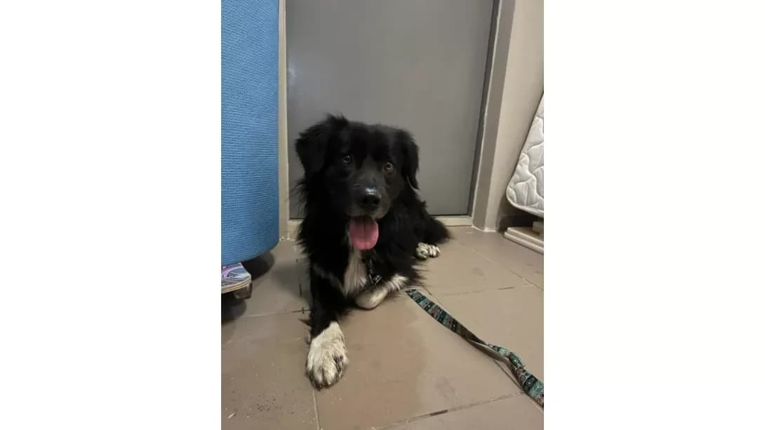 Kay (Кай), male young Mixed Breed for adoption at Happy Paw Kyiv