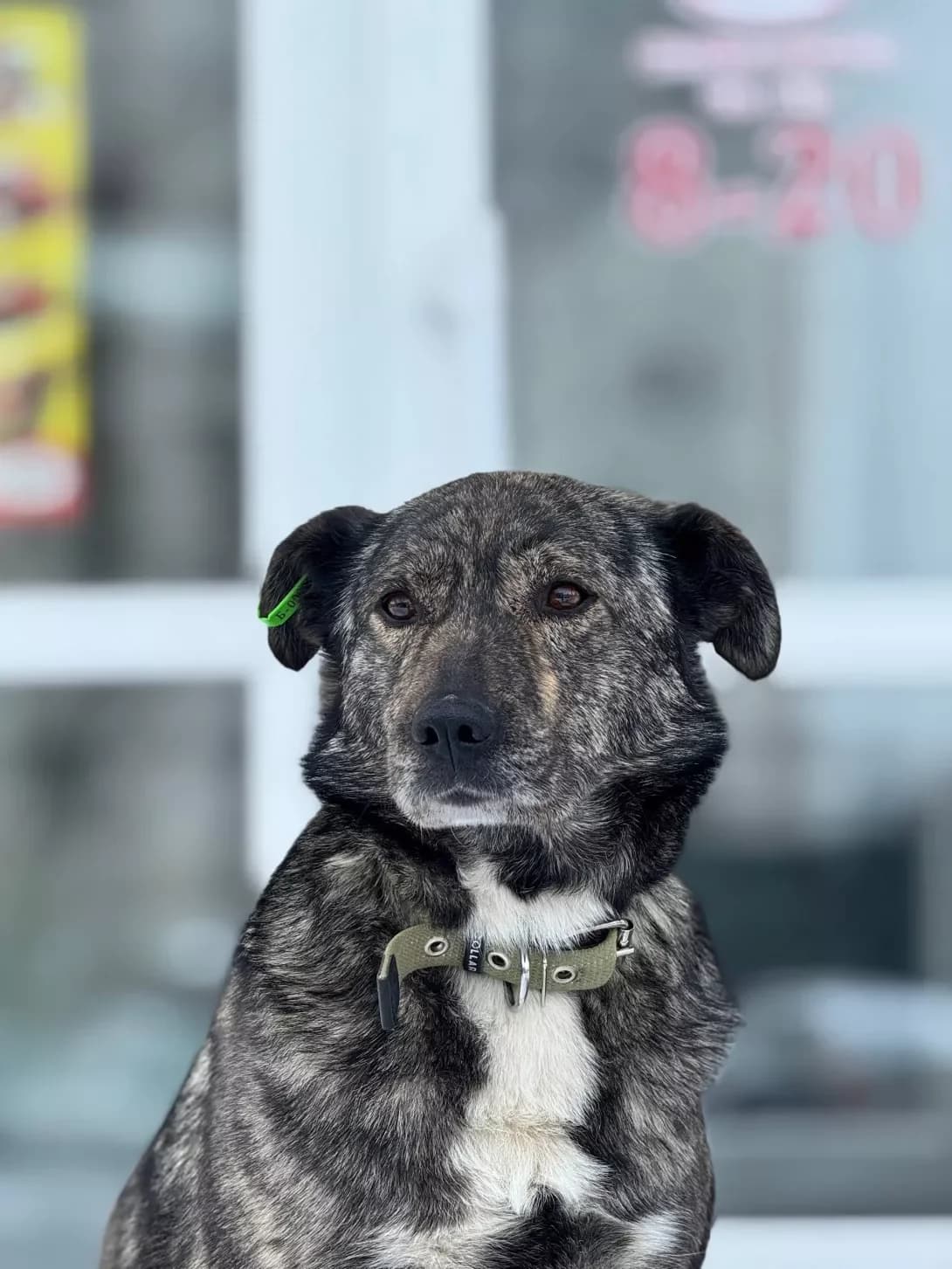 Kalgan (Калган), male 5yo Mixed Breed for adoption at Happy Paw Kyiv
