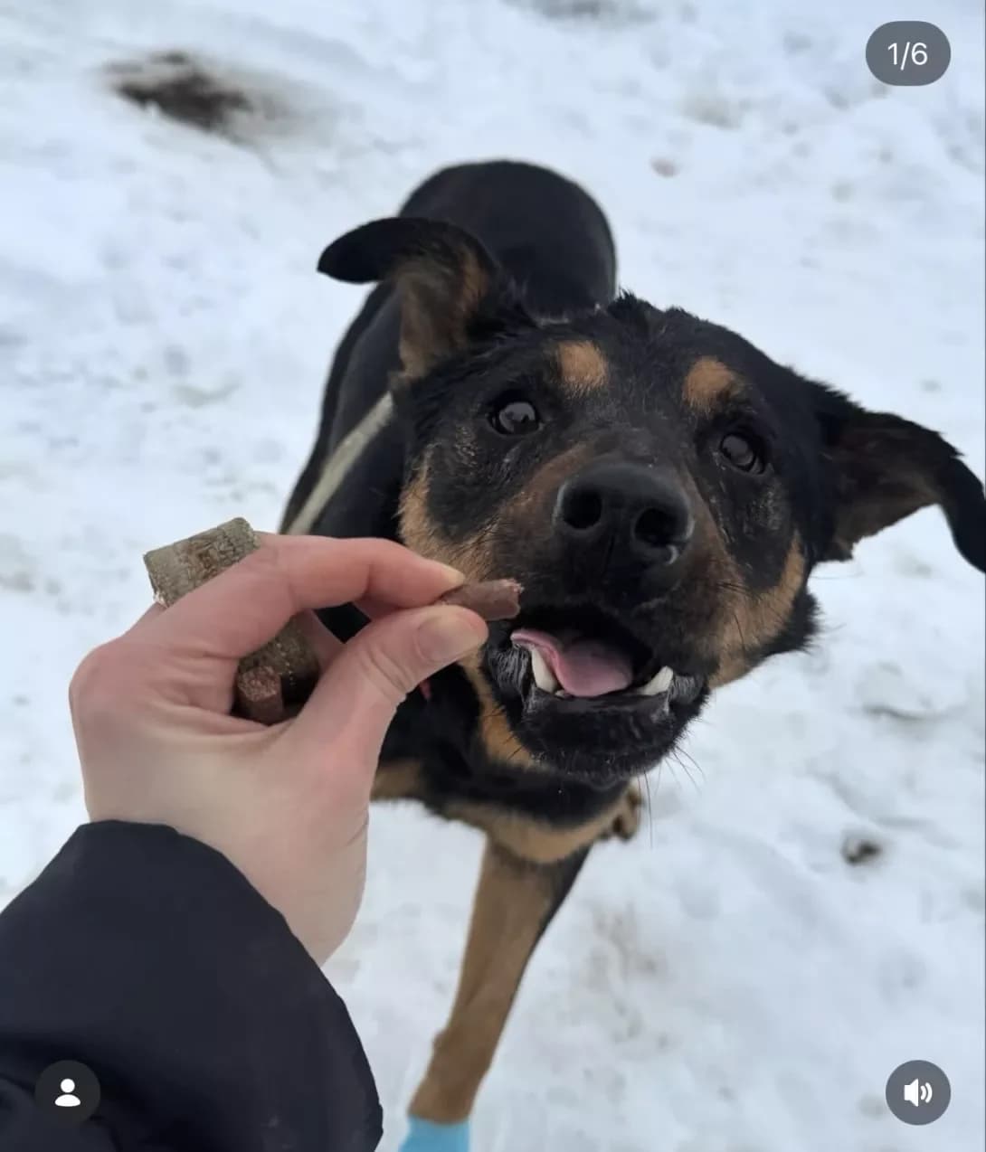 Stiv (Стів), male 5yo Mixed Breed for adoption at Happy Paw Kyiv
