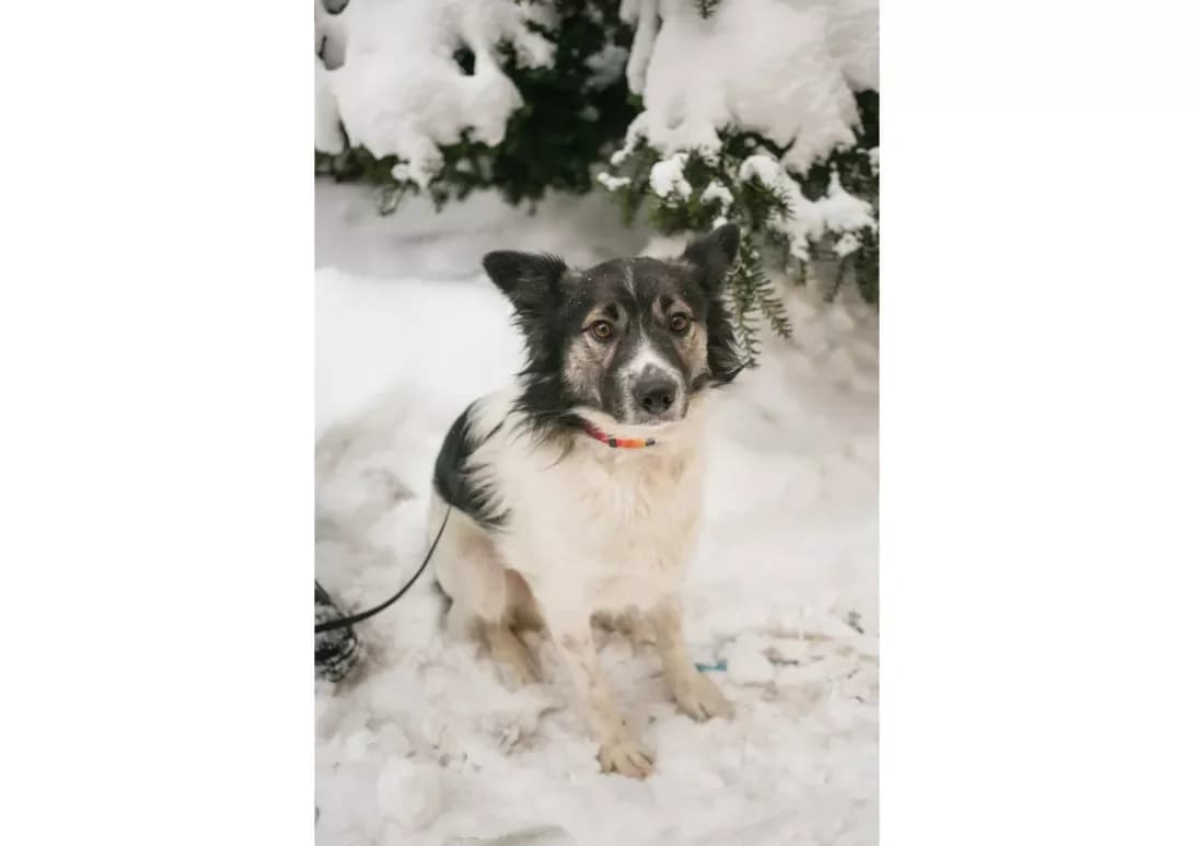 Bim (Бім), male 5yo Mixed Breed for adoption at Happy Paw Kyiv