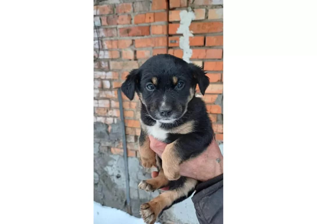 Tsutsenyata (Цуценята), female puppy Mixed Breed for adoption at Happy Paw Kyiv