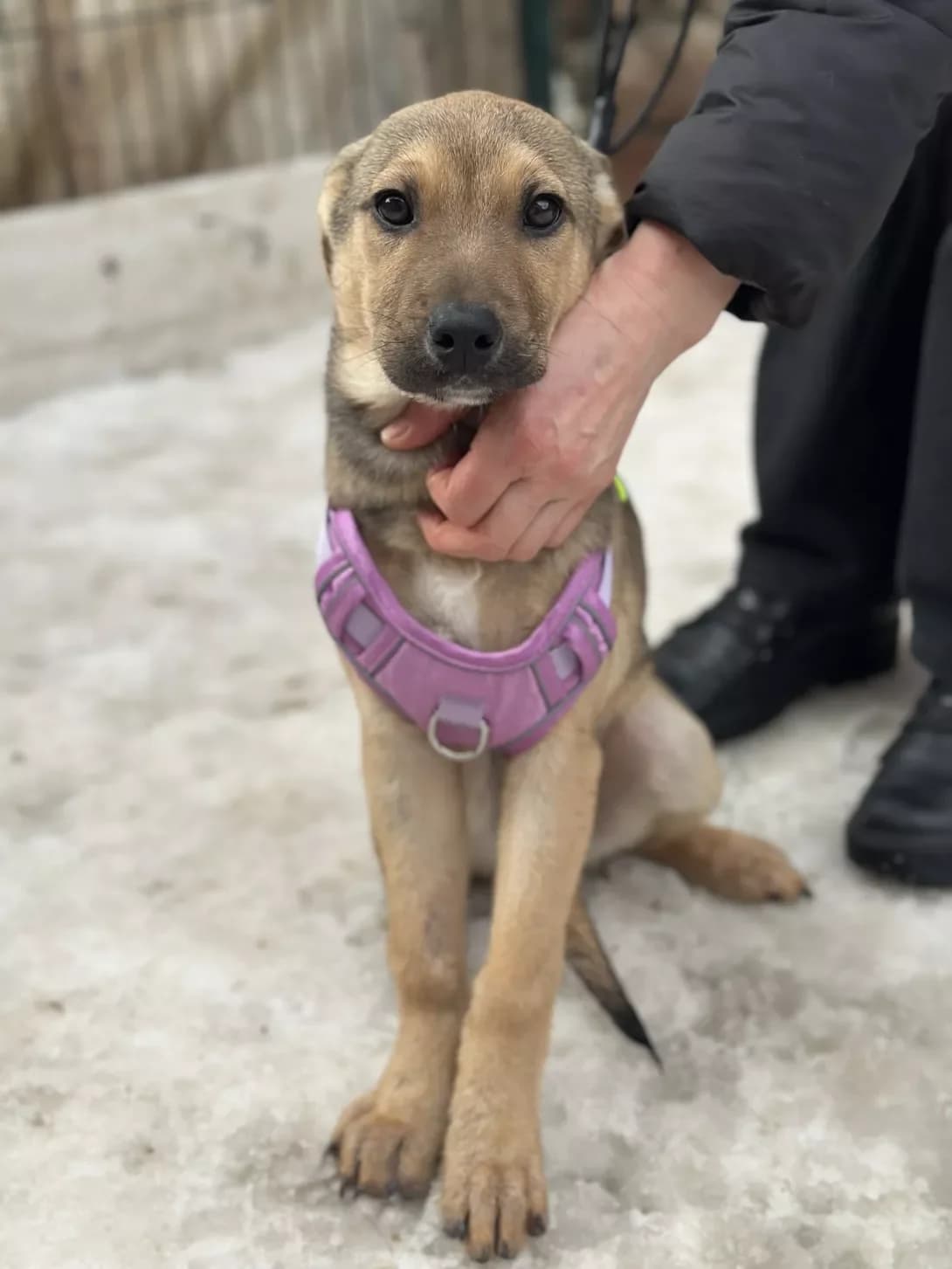Beyli (Бейлі), female puppy Mixed Breed for adoption at Happy Paw Kyiv