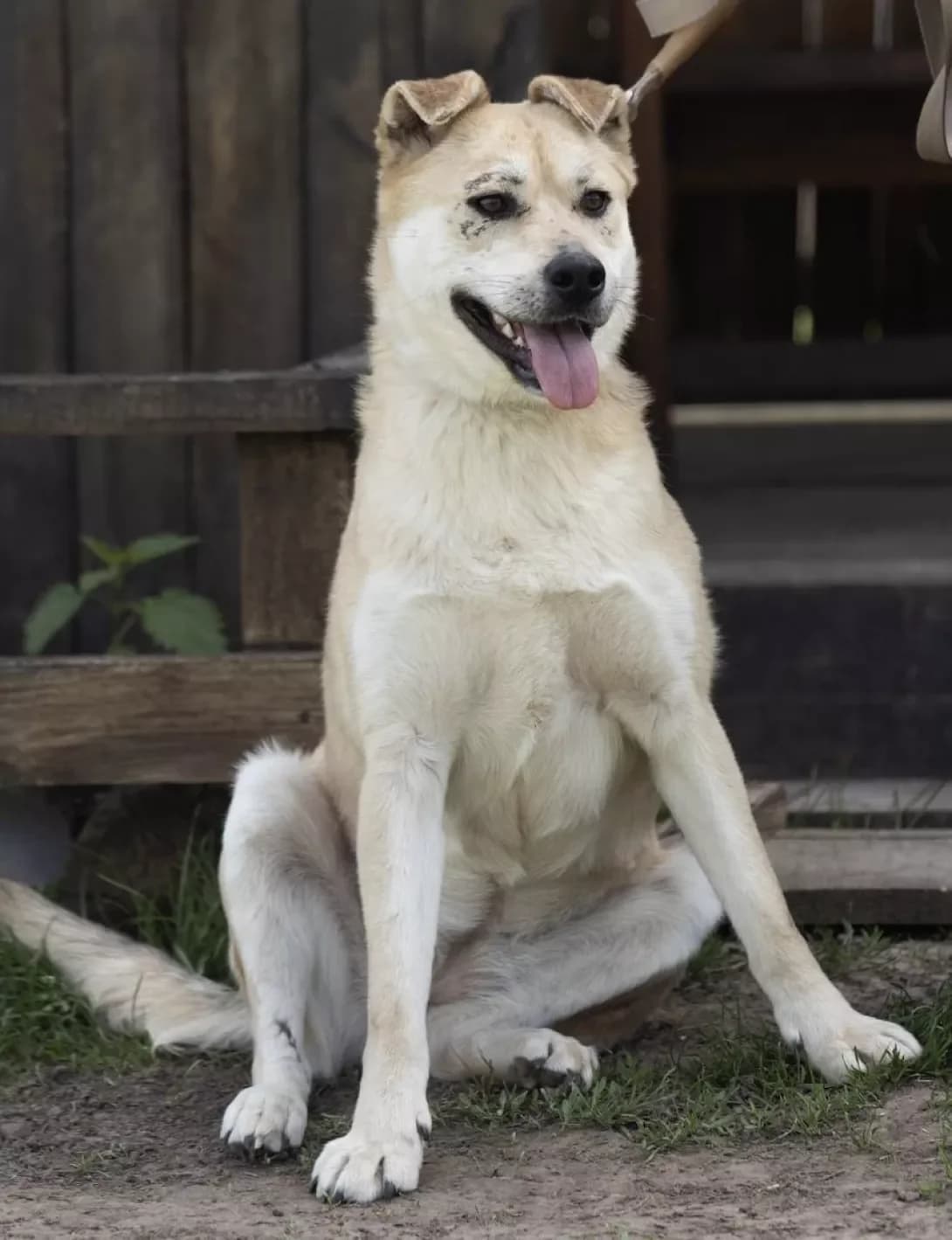 Marusya (Маруся), female young Mixed Breed for adoption at Happy Paw Kyiv