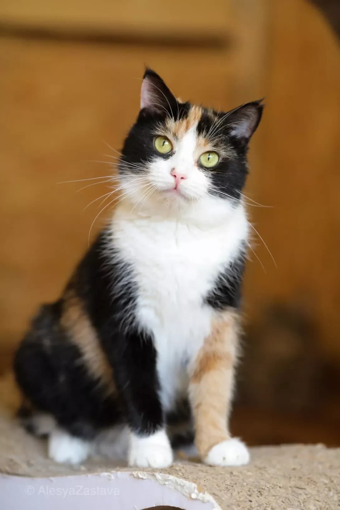 Myerlin (Мєрлін), female young Mixed Breed for adoption at Happy Paw Kyiv