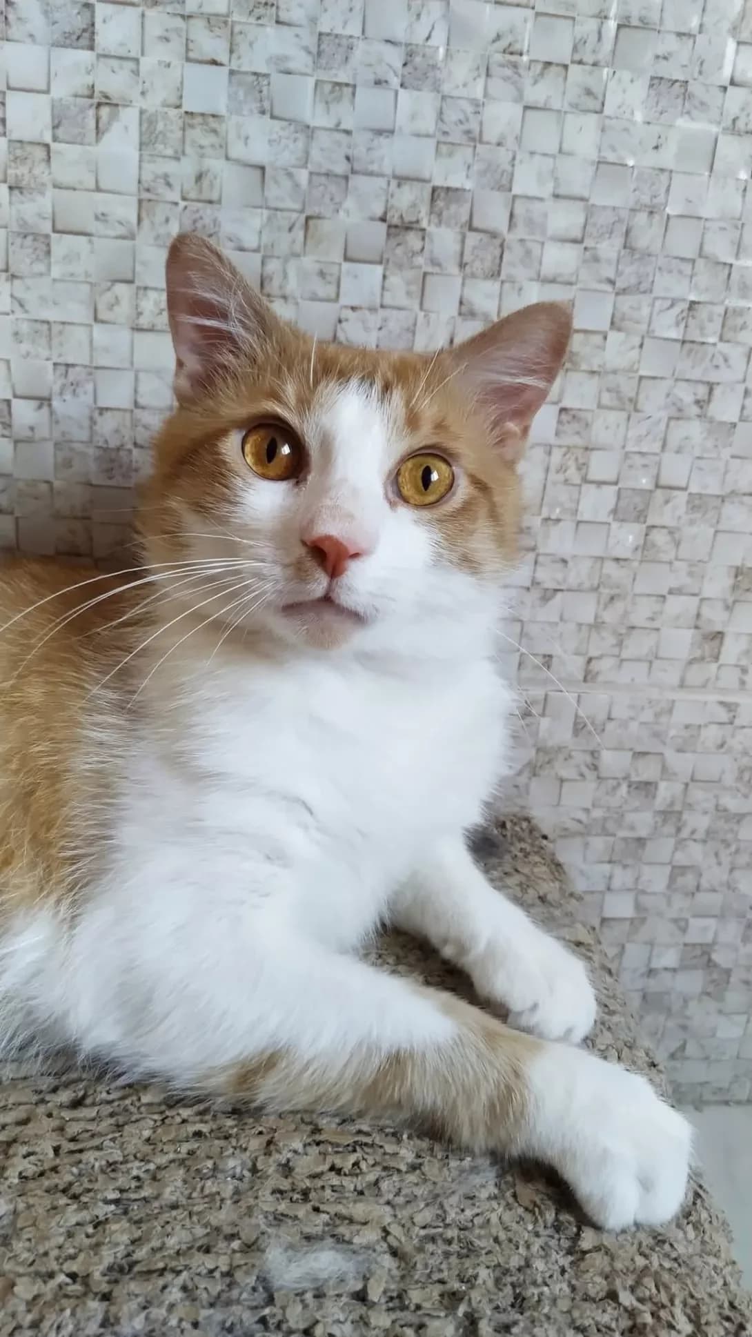 Olli (Оллі), male young Mixed Breed for adoption at Happy Paw Kyiv