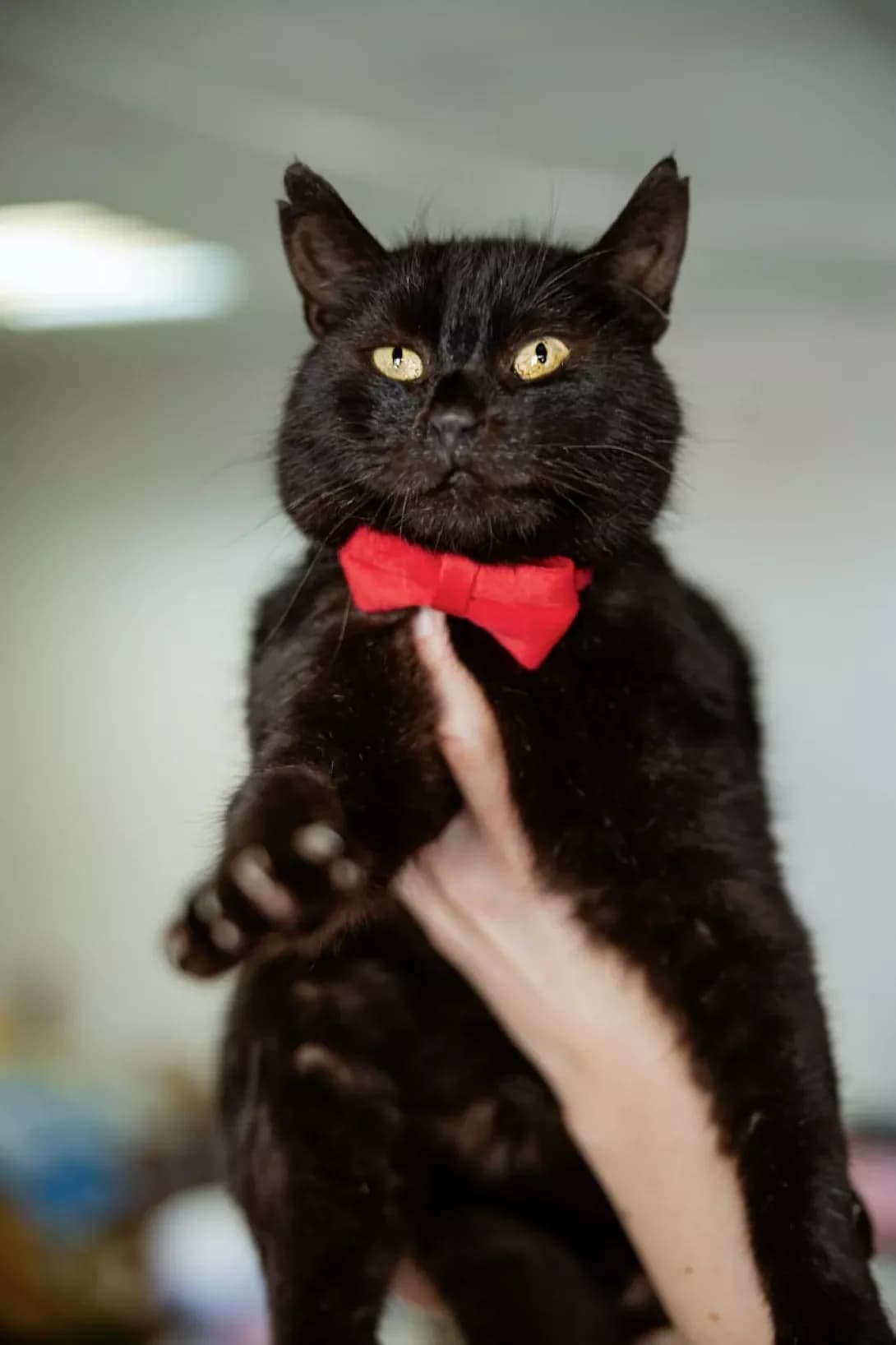 Oggi (Оггі), male 5yo Mixed Breed for adoption at Happy Paw Kyiv