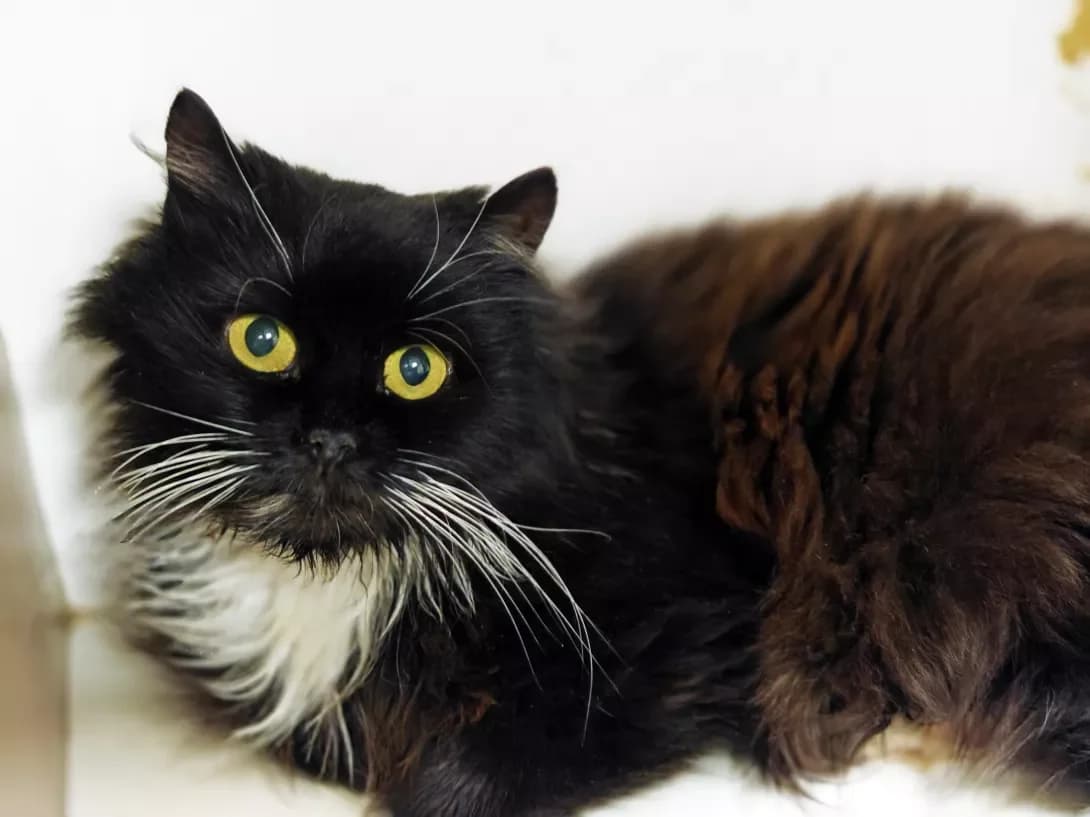 Peppi (Пеппі), female 5yo Mixed Breed for adoption at Happy Paw Kyiv