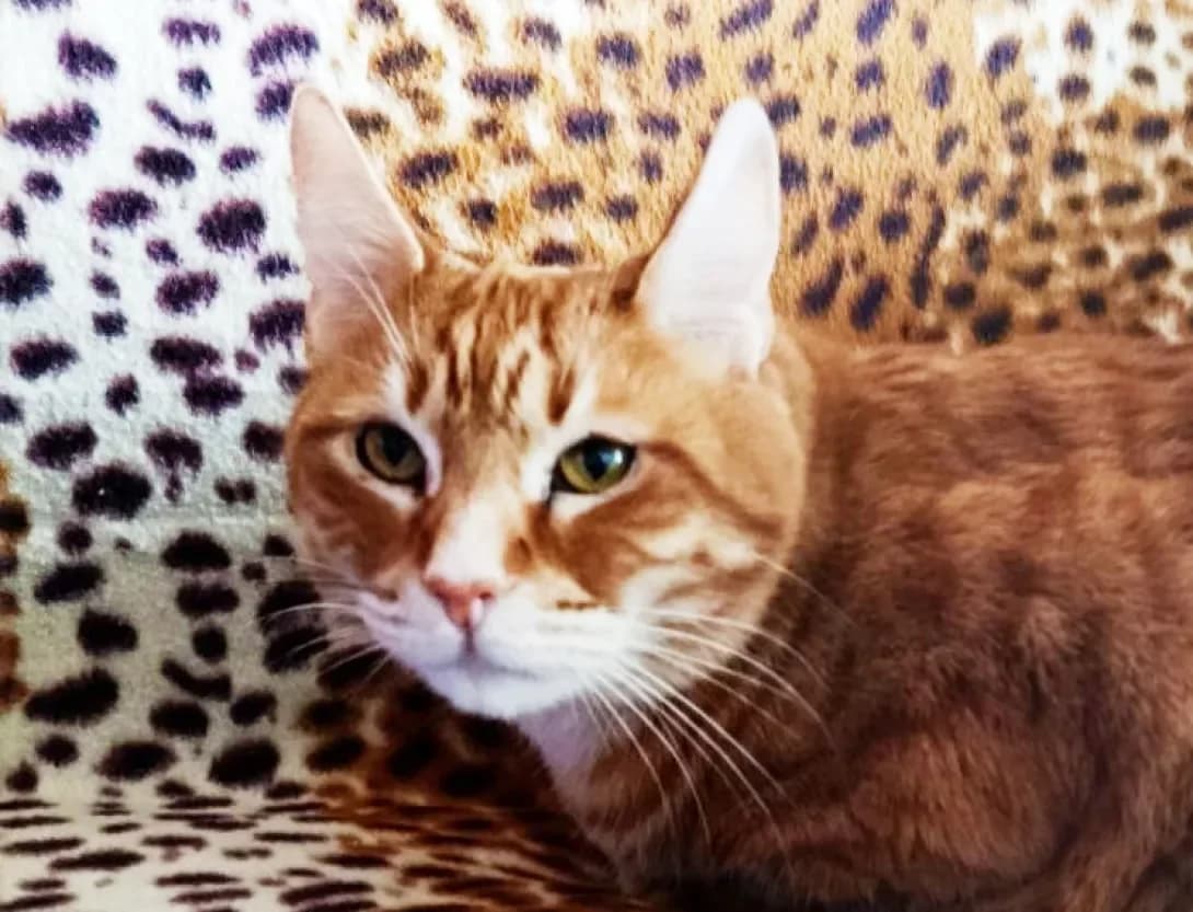 Yantar (Янтар), male 4yo Mixed Breed for adoption at Happy Paw Kyiv