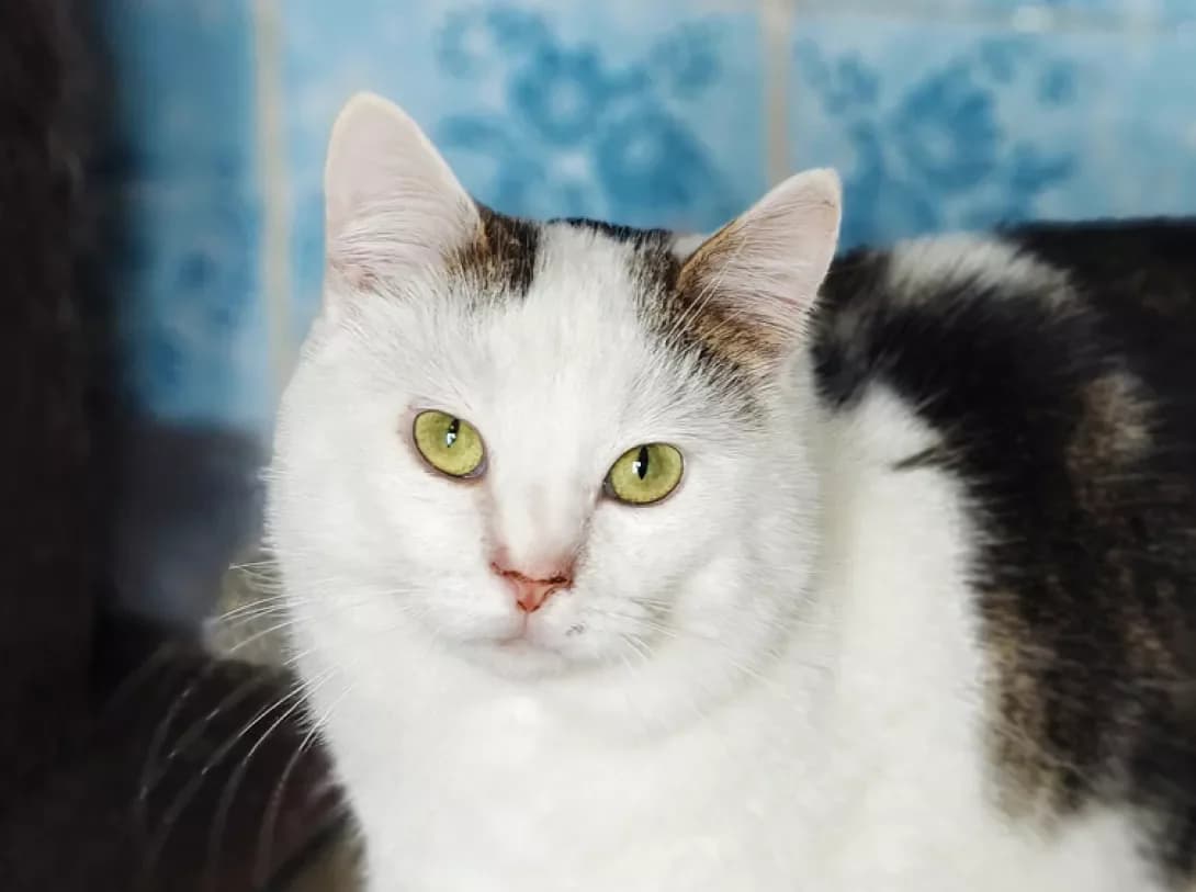 Plyush (Плюш), male young Mixed Breed for adoption at Happy Paw Kyiv