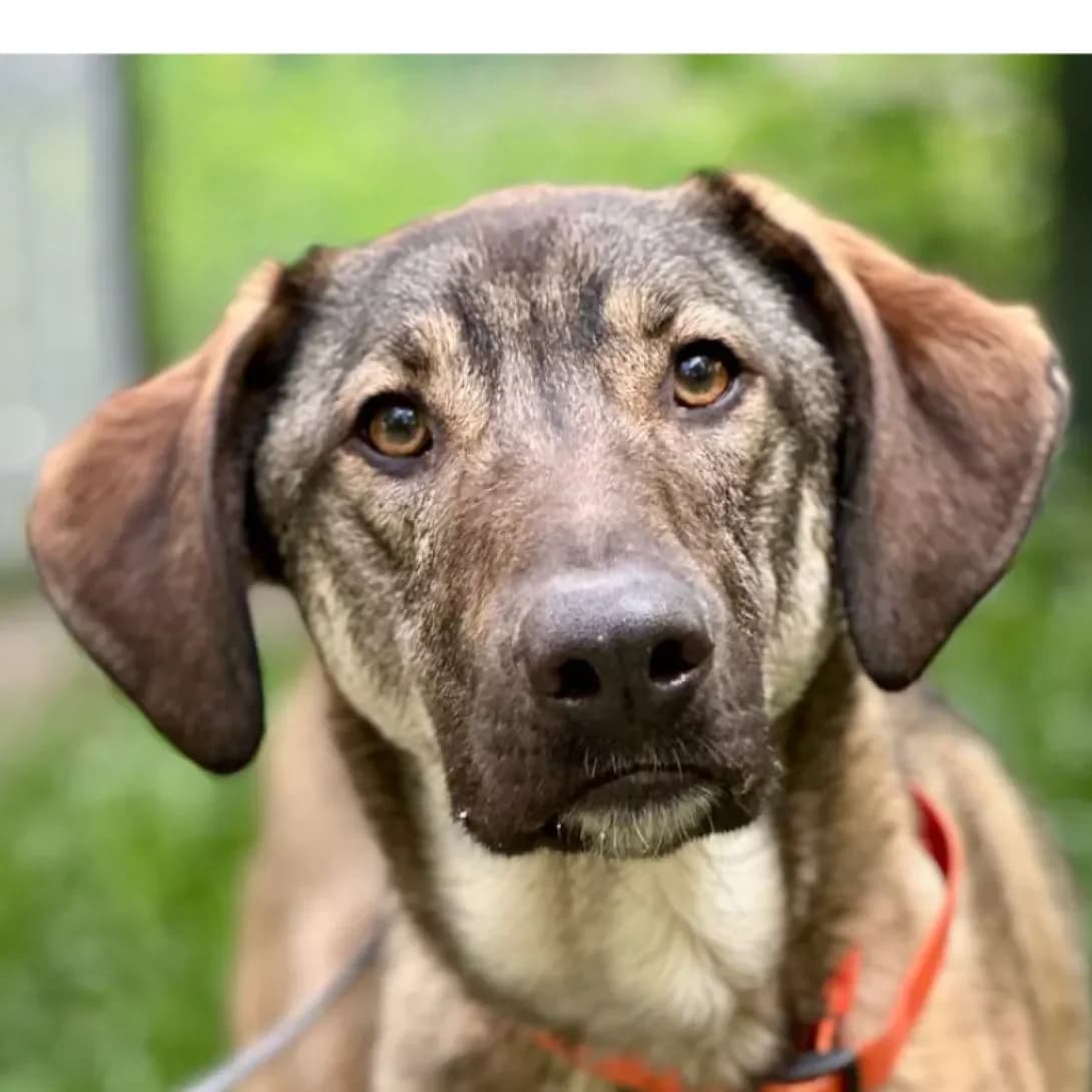 Lyutik (Лютiк), male young Mixed Breed for adoption at Happy Paw Kyiv
