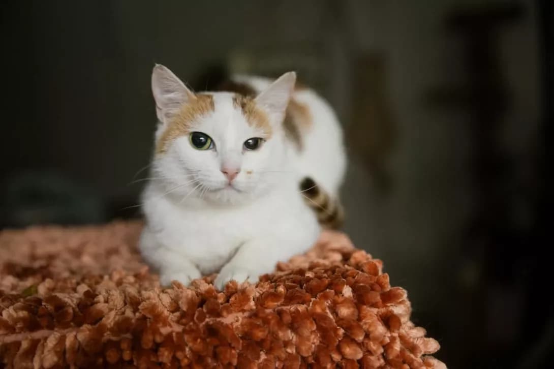 Amabel (Амабель), female young Mixed Breed for adoption at Happy Paw Kyiv