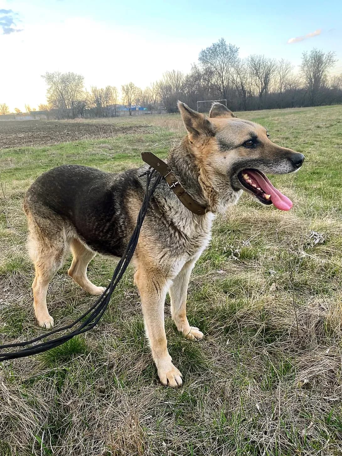 Alfa (Альфа), female 4yo Mixed Breed for adoption at Happy Paw Kyiv