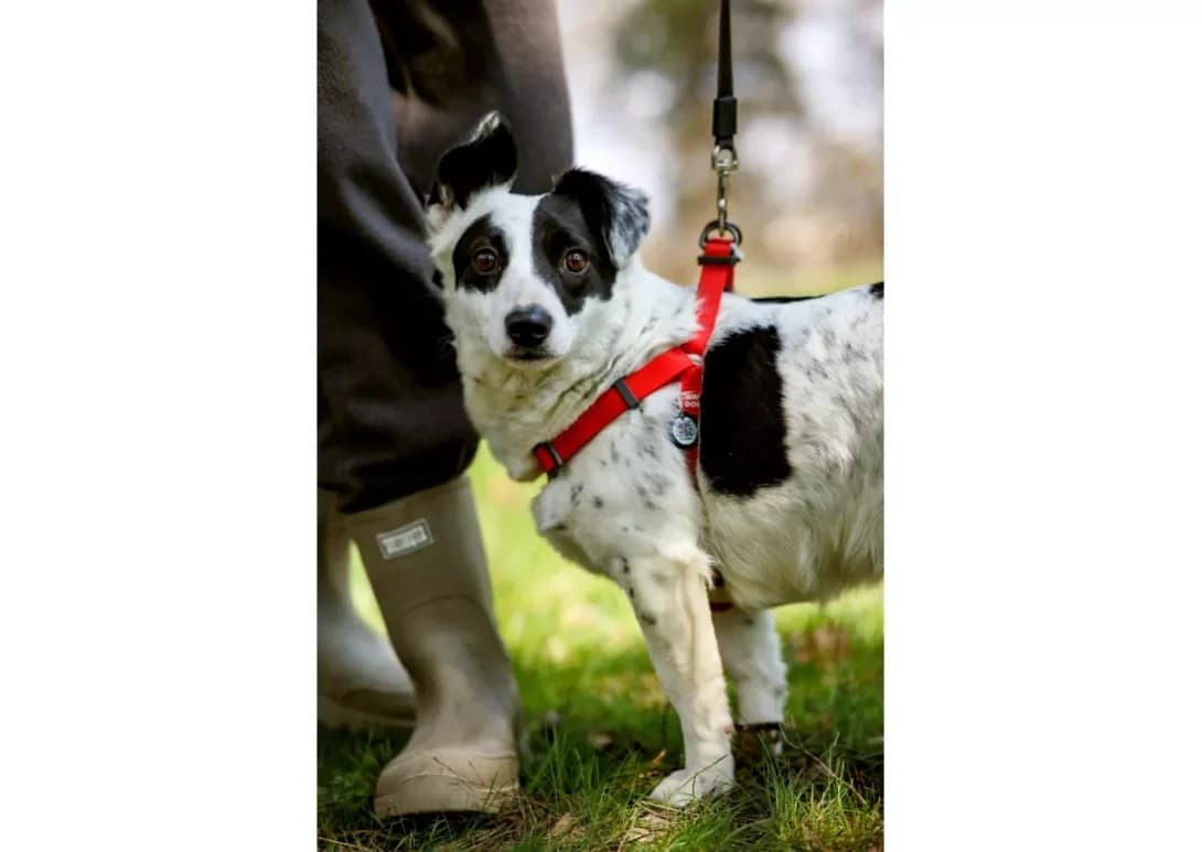 Deyzi (Дейзі), female young Mixed Breed for adoption at Happy Paw Kyiv