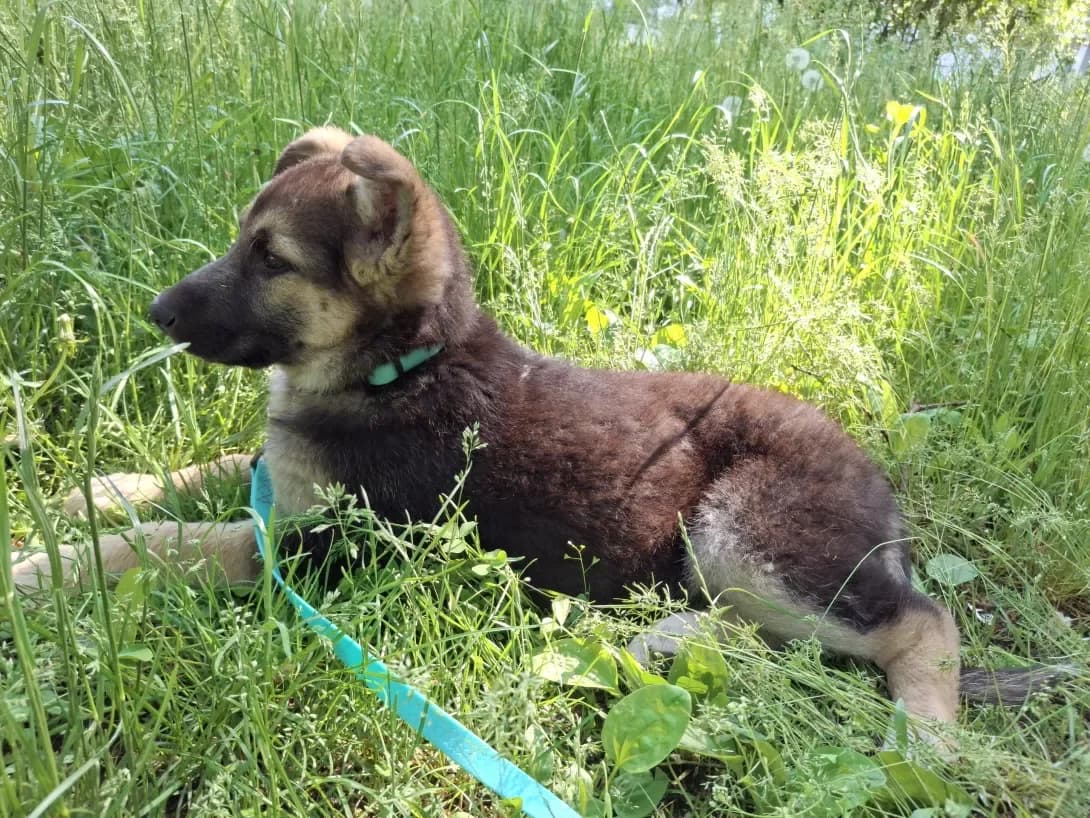 Bidosya (Бідося), female puppy Mixed Breed for adoption at Happy Paw Kyiv