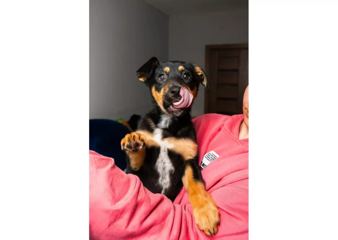 Sonya (Соня), female puppy Mixed Breed for adoption at Happy Paw Kyiv