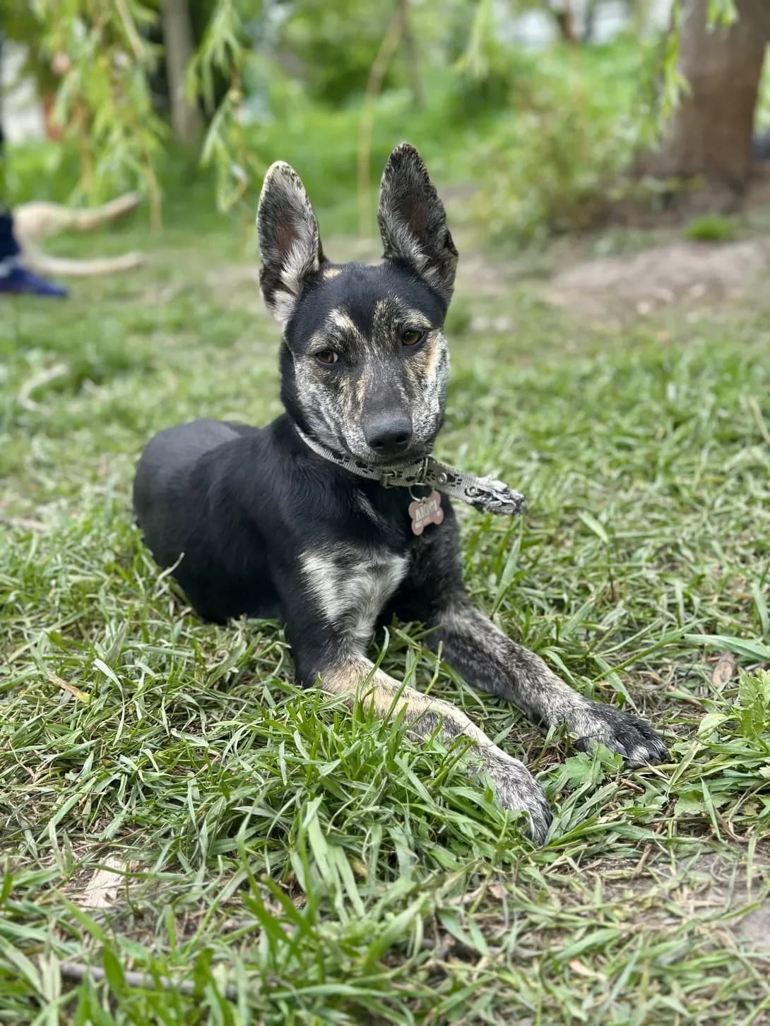 Lyusi (Люсі), female young Mixed Breed for adoption at Happy Paw Kyiv