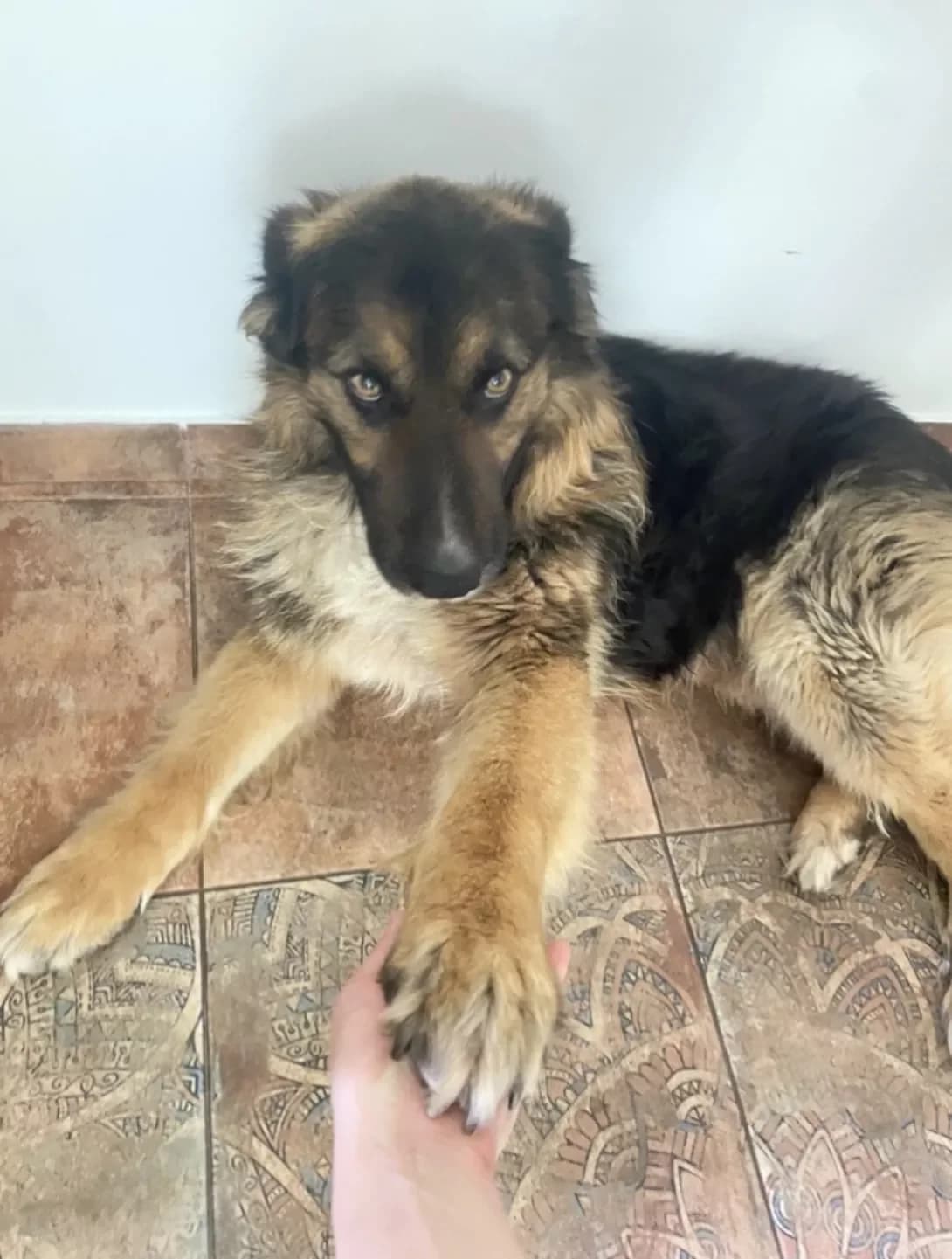 Rey (Рей), male senior Mixed Breed for adoption at Happy Paw Kyiv