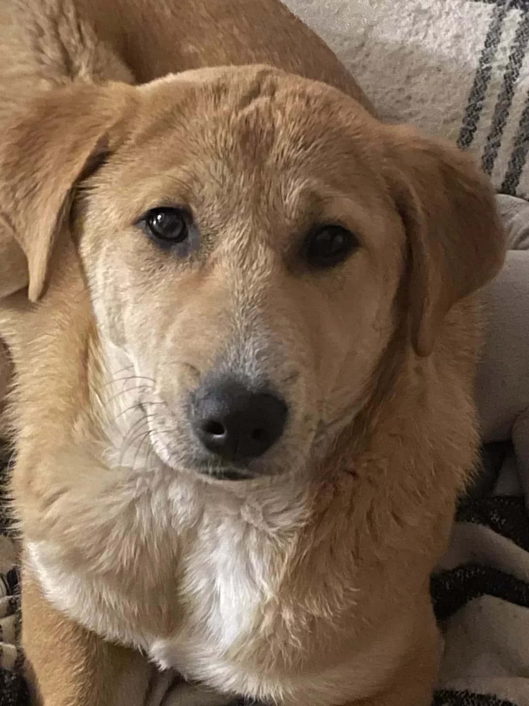 Lapa (Лапа), female puppy Mixed Breed for adoption at Happy Paw Kyiv
