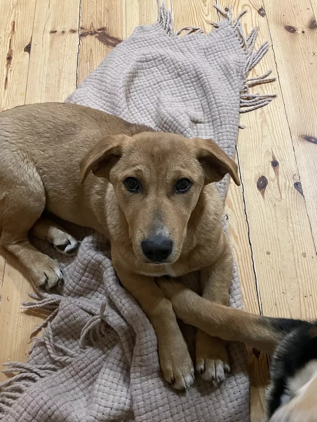 Zlata (Злата), female puppy Mixed Breed for adoption at Happy Paw Kyiv