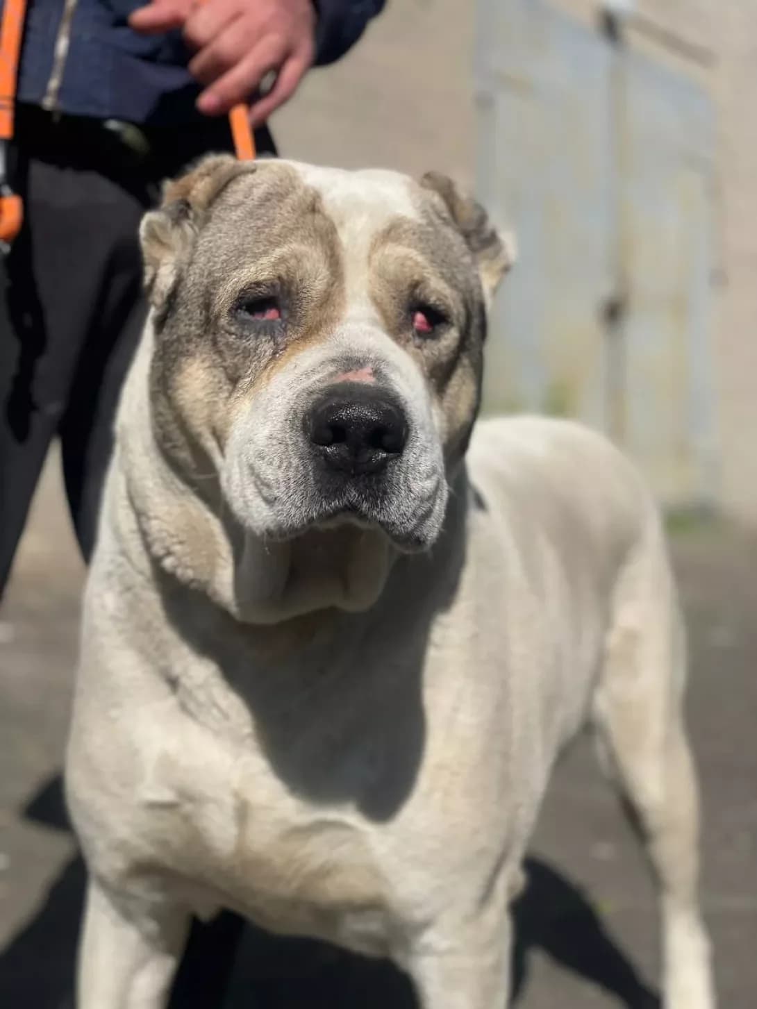 Richi (Річі), male 5yo Mixed Breed for adoption at Happy Paw Kyiv