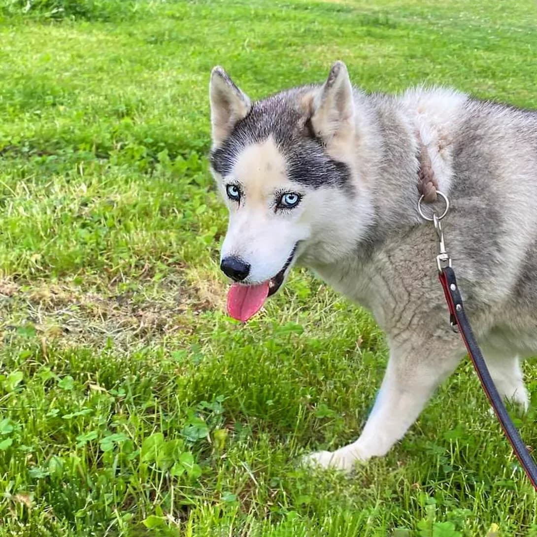 Alu (Алу), female 7yo Mixed Breed for adoption at Happy Paw Kyiv