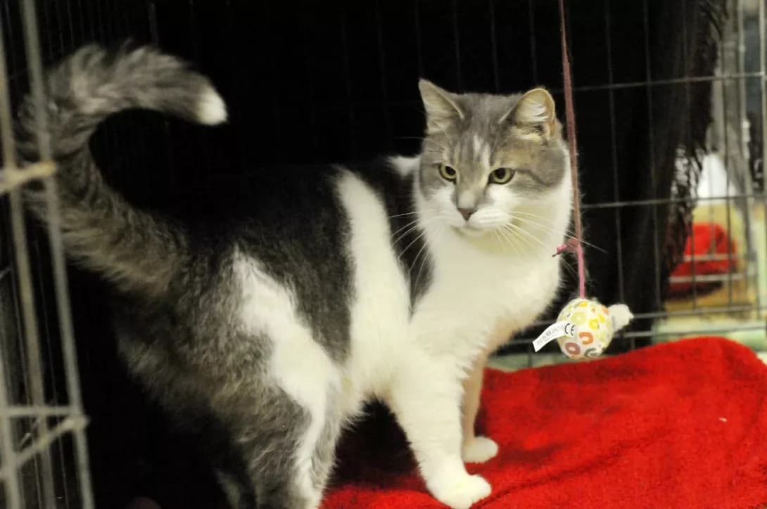 Chempion (Чемпіон), male young Mixed Breed for adoption at Happy Paw Kyiv