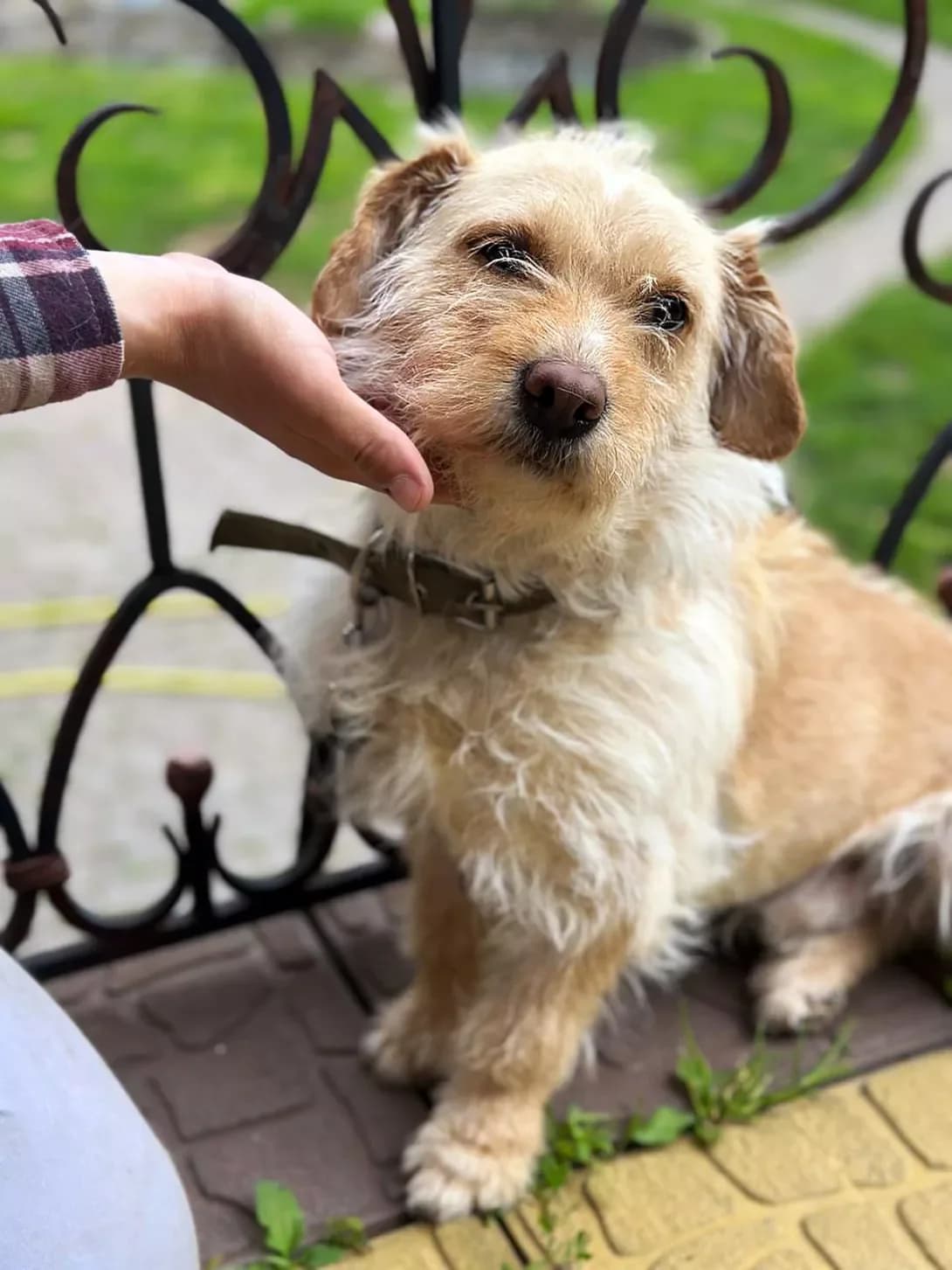 Barni (Барні), male young Mixed Breed for adoption at Happy Paw Kyiv