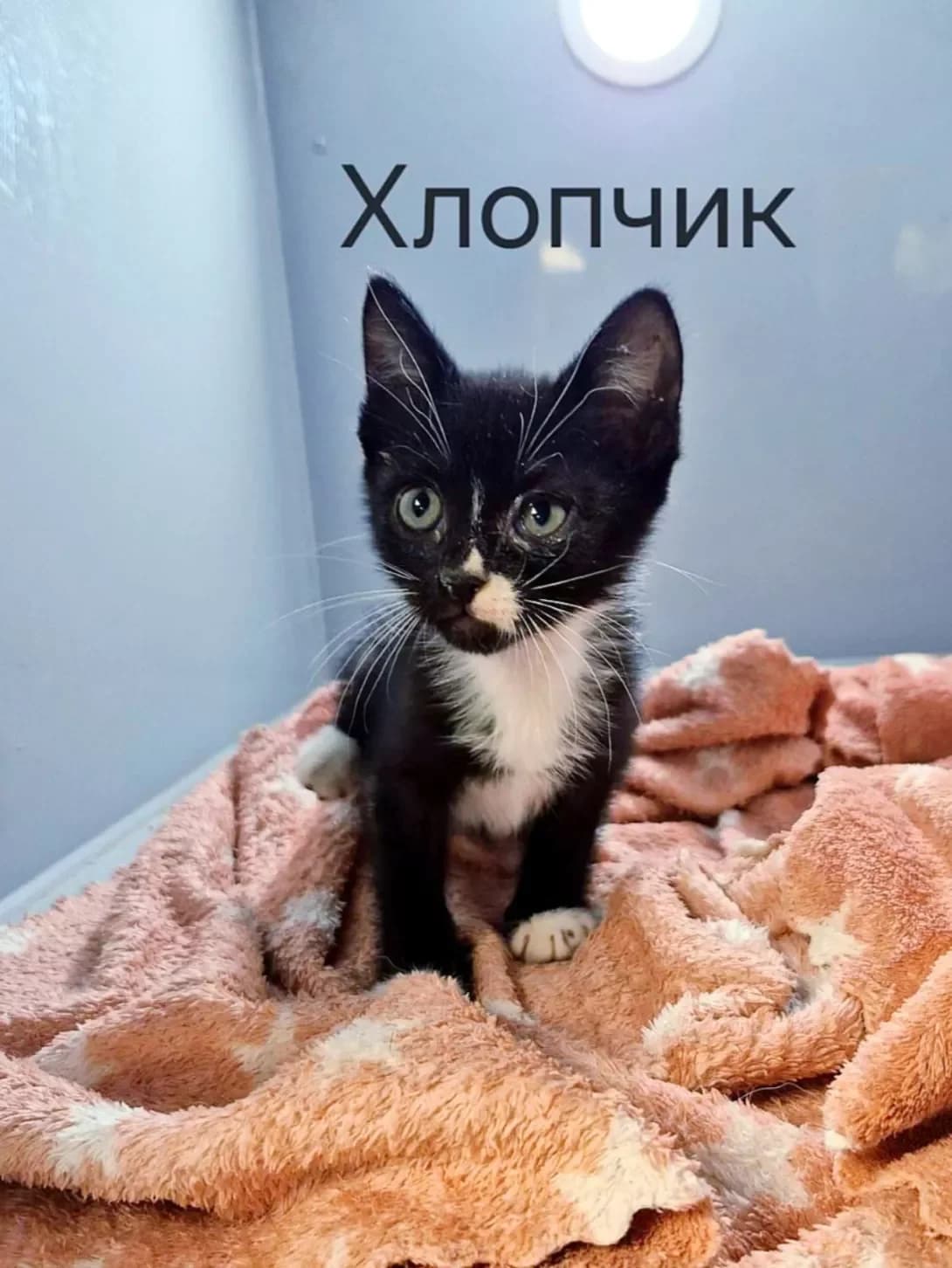 chorno-biliy kotik z plyamkoyu, 1 mis (чорно-білий котик з плямкою, 1 міс), male puppy Mixed Breed for adoption at Happy Paw Kyiv