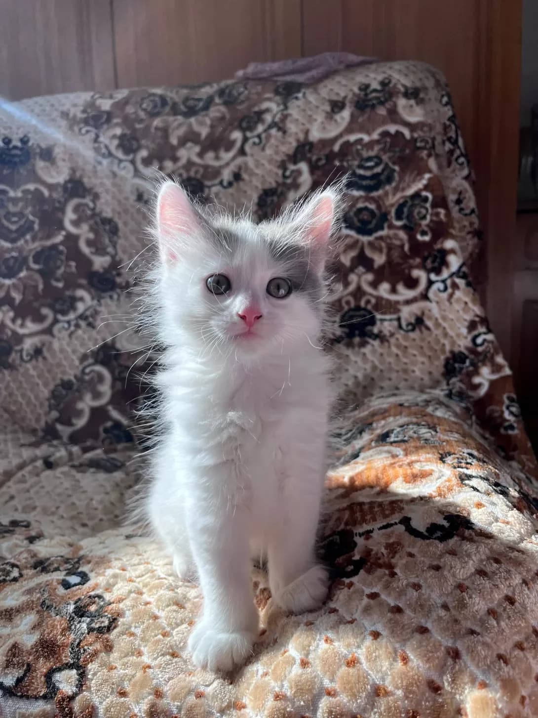 Shte ne nazvali (Ще не назвали), male puppy Mixed Breed for adoption at Happy Paw Kyiv