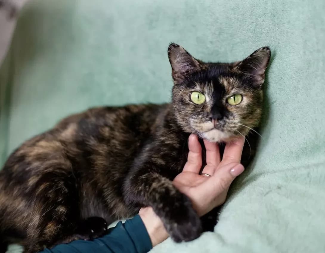 Fiona (Фіона), female 3yo Mixed Breed for adoption at Happy Paw Kyiv