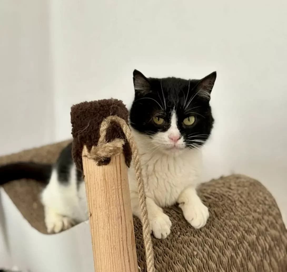 Bonya (Боня), female 4yo Mixed Breed for adoption at Happy Paw Kyiv