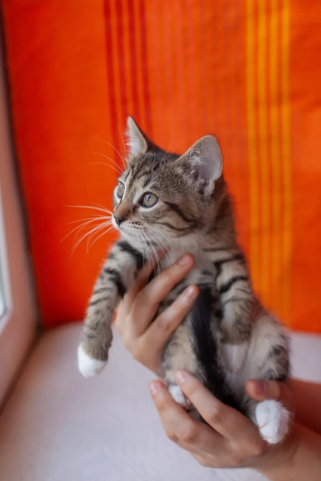 Layza (Лайза), female puppy Mixed Breed for adoption at Happy Paw Kyiv