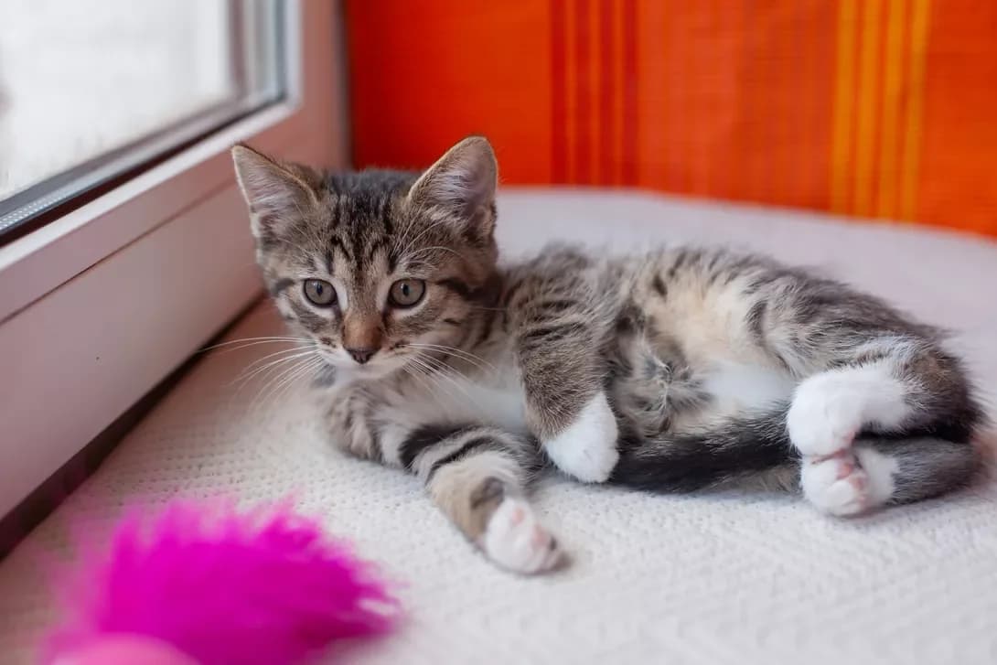 Layza (Лайза), female puppy Mixed Breed for adoption at Happy Paw Kyiv