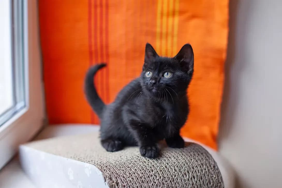 Bam-bam (Бам-бам), male puppy Mixed Breed for adoption at Happy Paw Kyiv