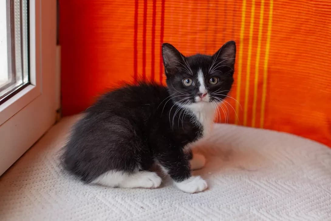 Tessa (Тесса), female puppy Mixed Breed for adoption at Happy Paw Kyiv
