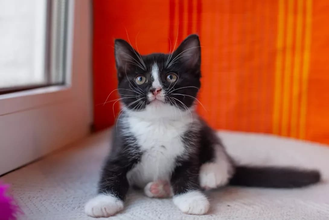 Tessa (Тесса), female puppy Mixed Breed for adoption at Happy Paw Kyiv