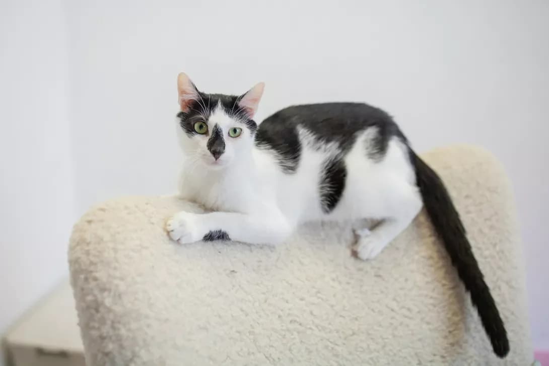 Chip (Чіп), male young Mixed Breed for adoption at Happy Paw Kyiv