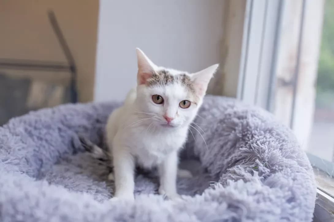 Manya (Маня), female puppy Mixed Breed for adoption at Happy Paw Kyiv