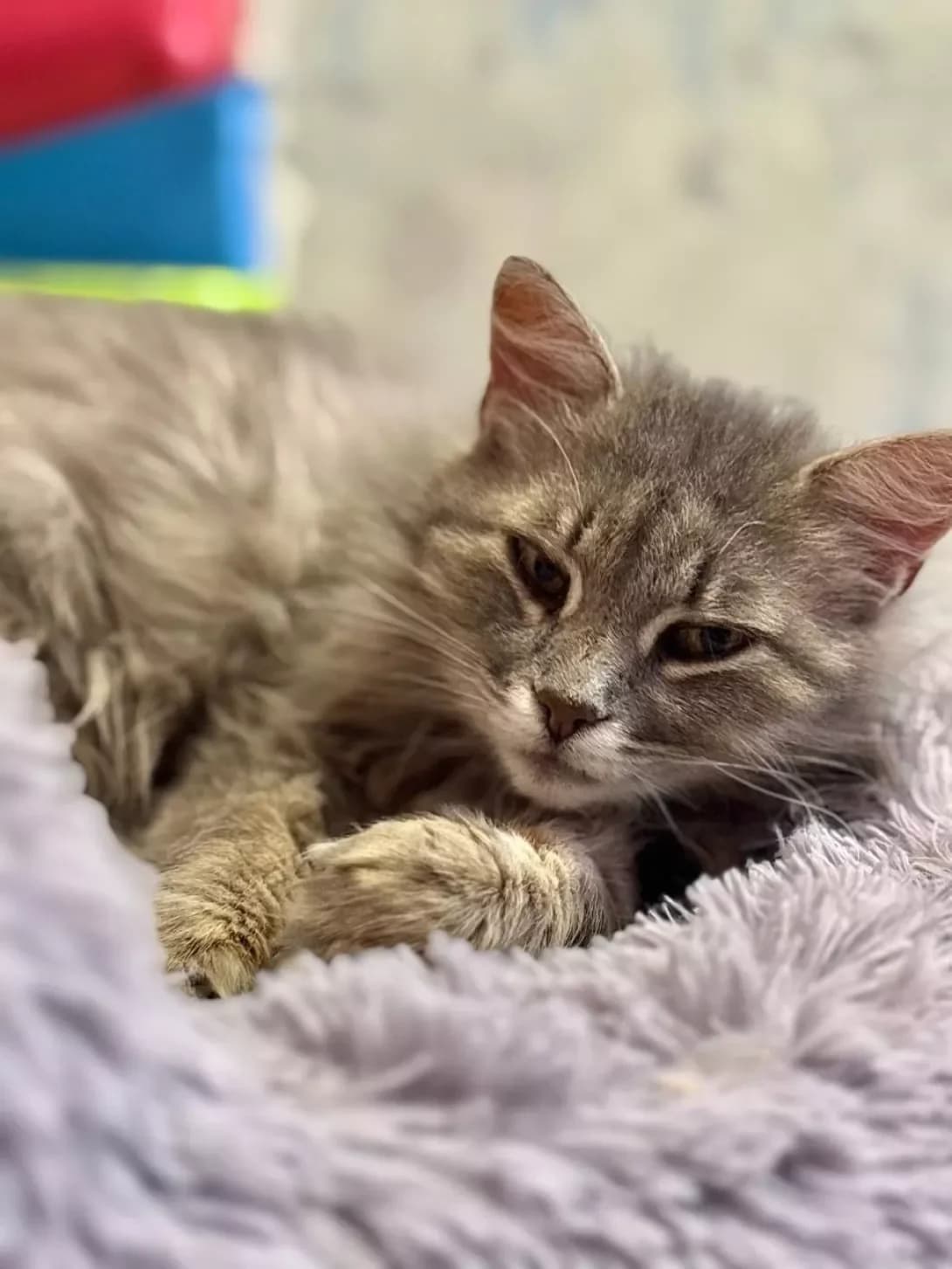 Donna (Донна), female 4yo Mixed Breed for adoption at Happy Paw Kyiv