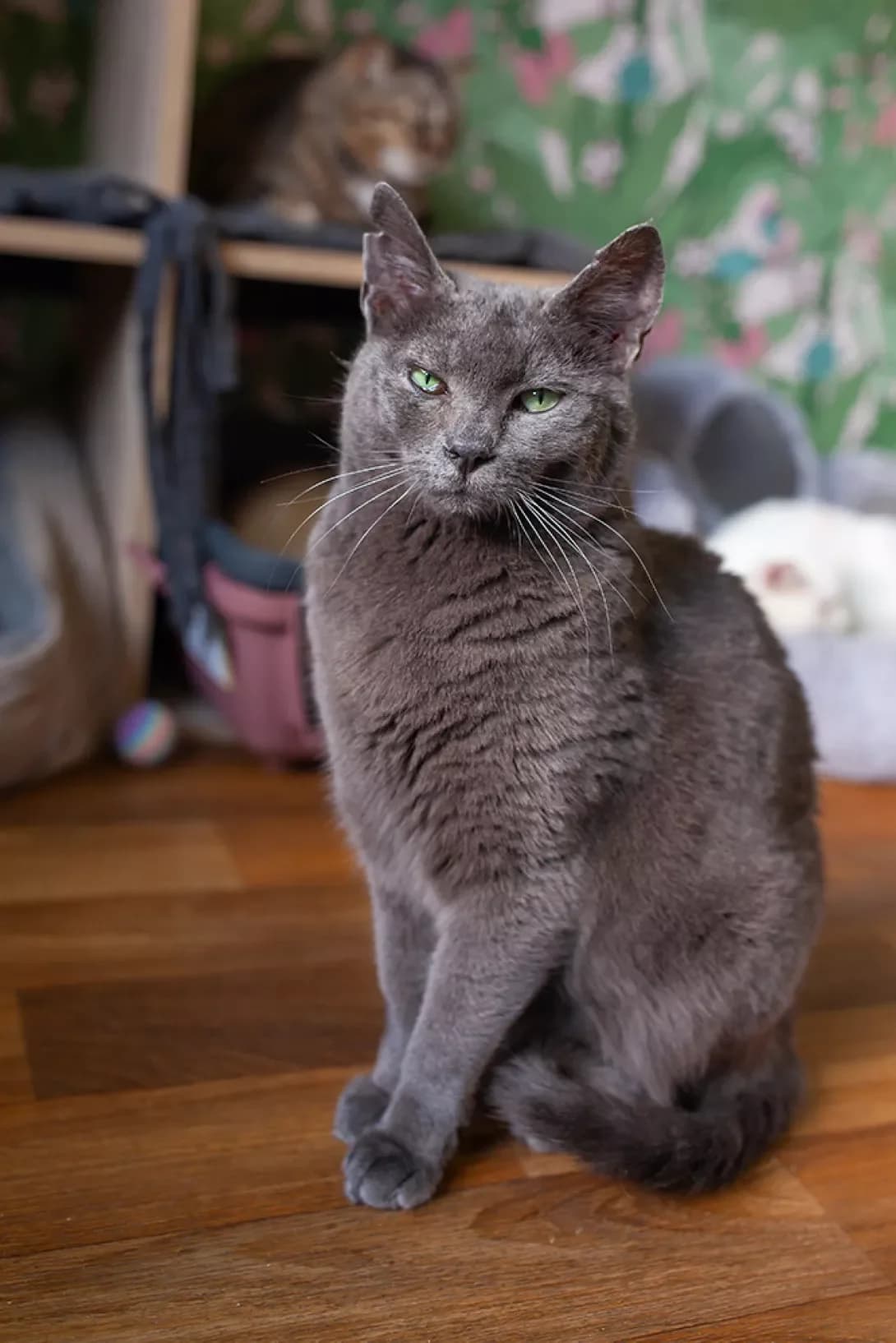 Grey (Грей), male 6yo Mixed Breed for adoption at Happy Paw Kyiv