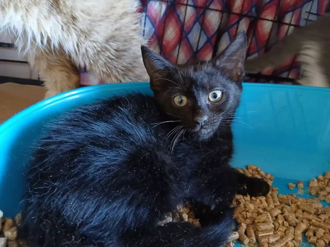 Oskar (Оскар), male puppy Mixed Breed for adoption at Happy Paw Kyiv