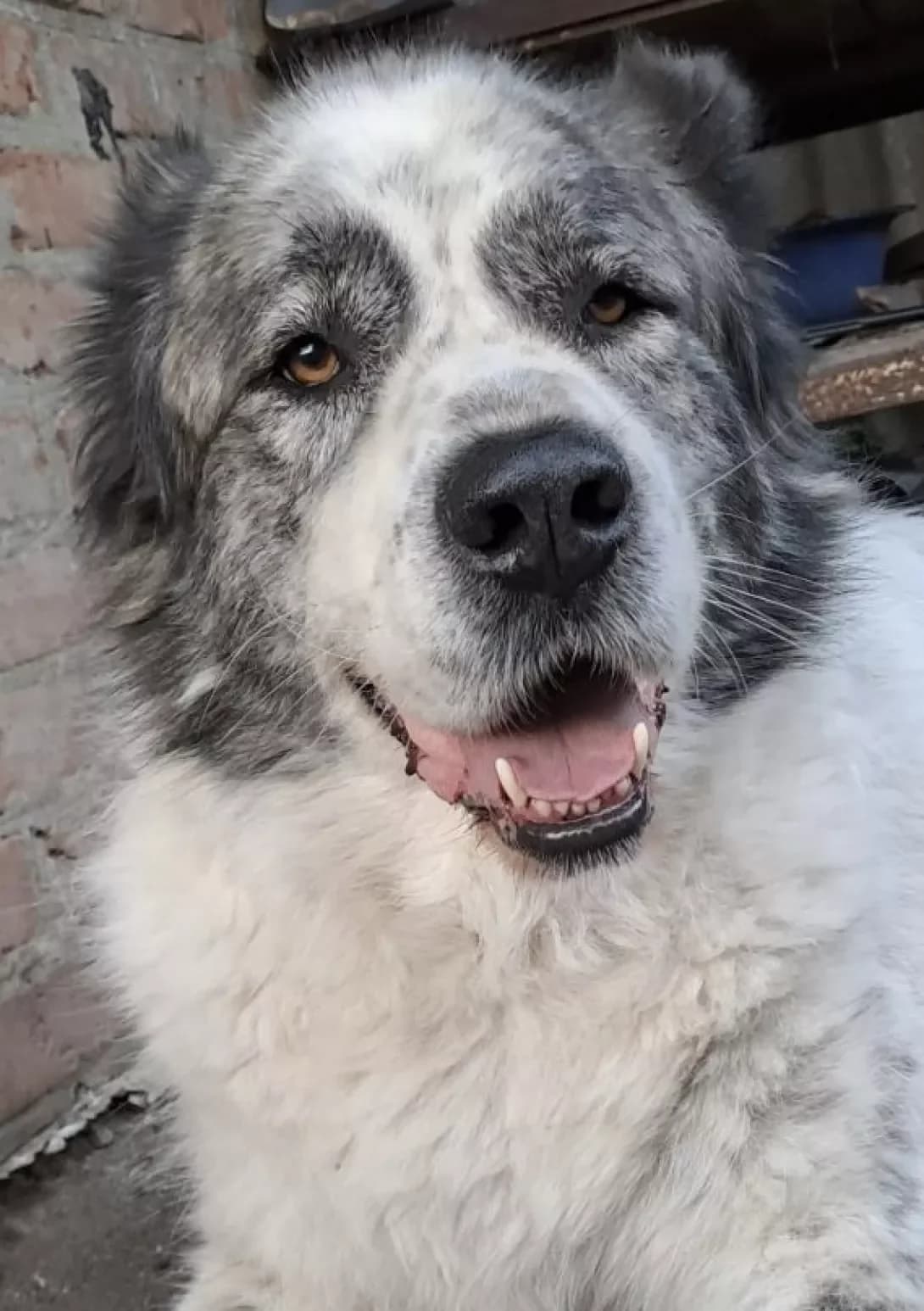 Akhtar, male 6yo Mixed Breed for adoption at Happy Paw Kyiv