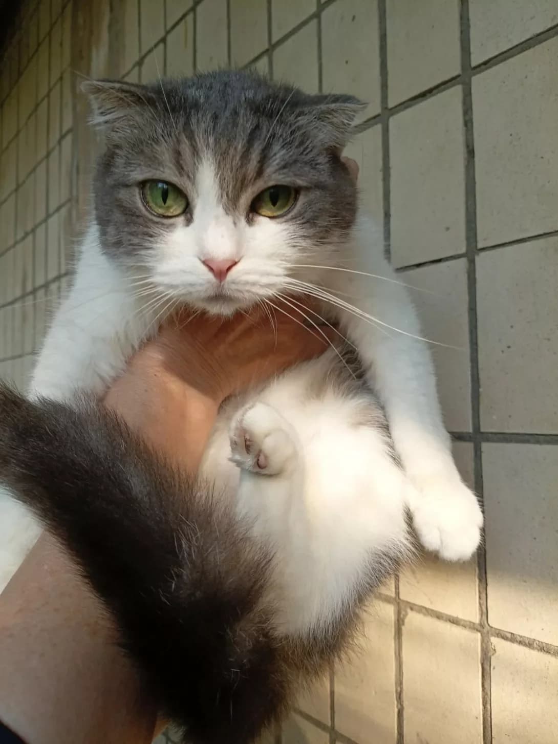 Lapochka (Лапочка), female 3yo Mixed Breed for adoption at Happy Paw Kyiv