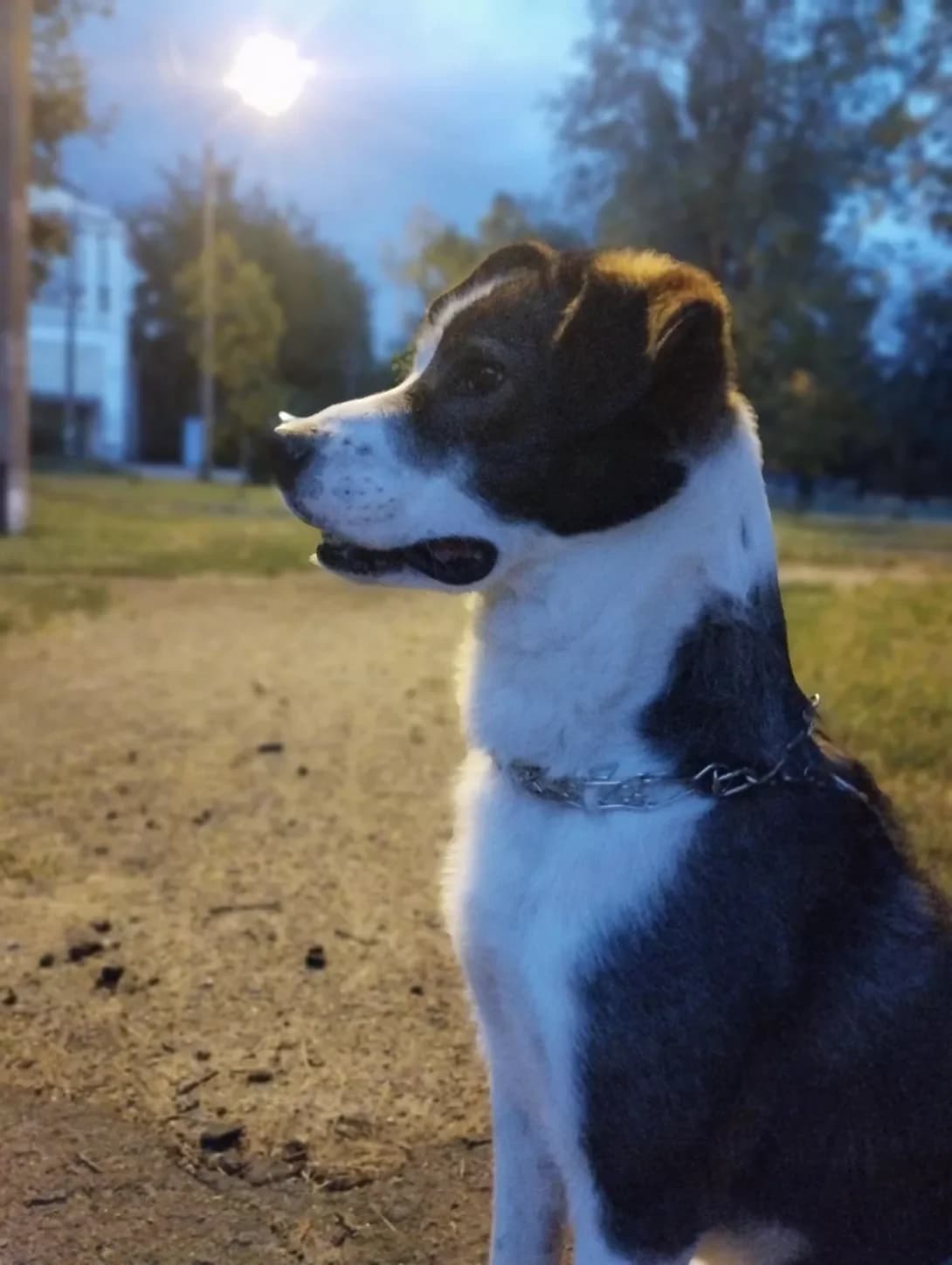Fara (Фара), male 3yo Mixed Breed for adoption at Happy Paw Kyiv