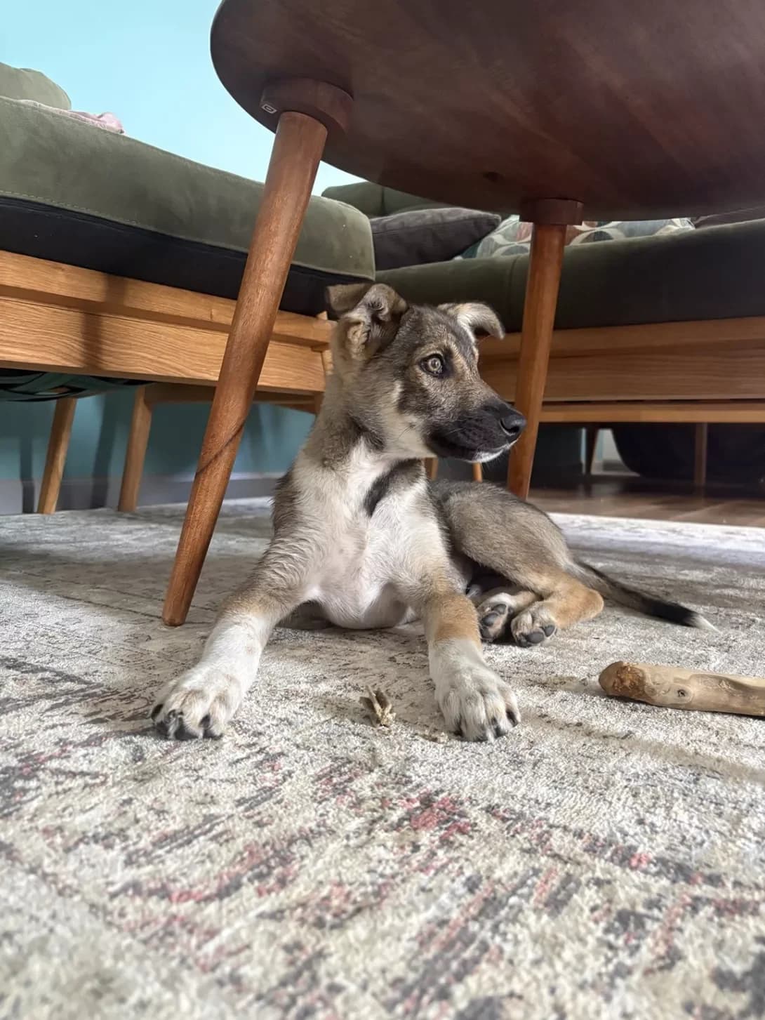 Nord (Норд), male puppy Mixed Breed for adoption at Happy Paw Kyiv