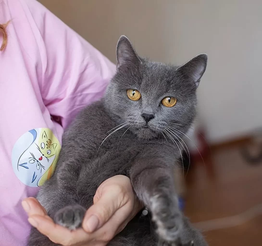 Vivʼyen (Вівʼєн), female young Mixed Breed for adoption at Happy Paw Kyiv