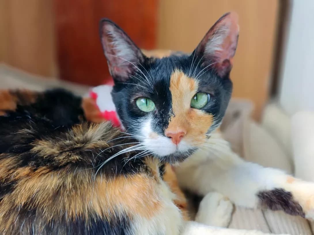 Pechenka (Печенька), female young Mixed Breed for adoption at Happy Paw Kyiv